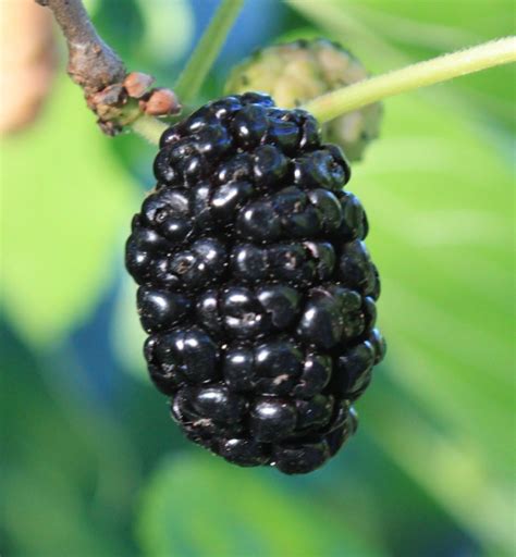 mulberry tree suppliers uk